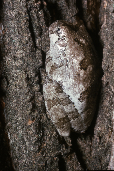 Gray treefrog (Hyla versicolor). Credit: Jack Ray